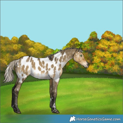Horse Color:Gray White Spotted Silver Buckskin Dun Appaloosa Brindle 