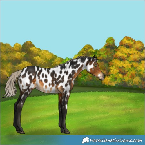 Horse Color:Gray White Spotted Silver Buckskin Appaloosa