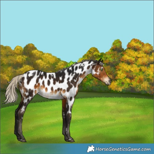 Horse Color:Gray White Spotted Silver Buckskin Appaloosa 