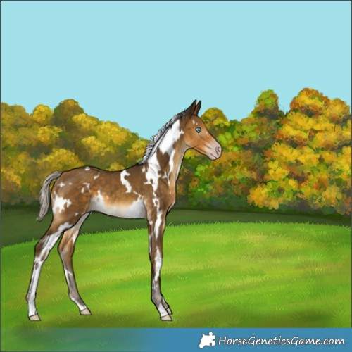 Horse Color:Gray White Spotted Silver Sable Cream Champagne 