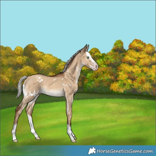 Horse Color:Gray White Spotted Silver Sable Champagne Dun Splash Brindle 