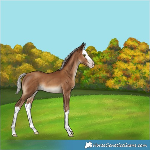 Horse Color:Gray Silver Classic Champagne Splash 