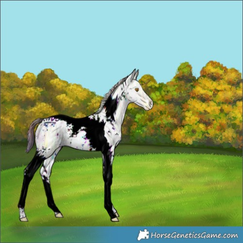 Horse Color:Nacre White Spotted Brown Ice Dun Tobiano 