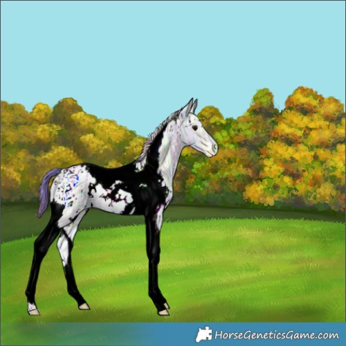 Horse Color:Nacre Watercolor White Spotted Brown Ice Dun Tobiano 