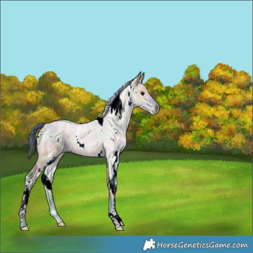 Horse Color:Nacre Watercolor White Spotted Brown Ice Dun 