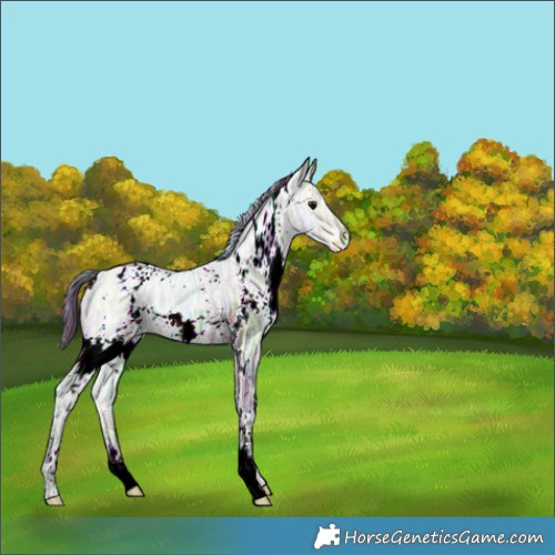 Horse Color:Nacre White Spotted Brown Ice Dun 