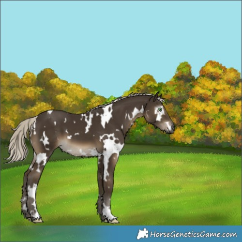 Horse Color:Gray White Spotted Silver Smoky Black 