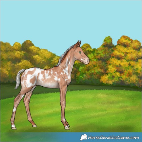 Horse Color:White Spotted Silver Sable Champagne Appaloosa 