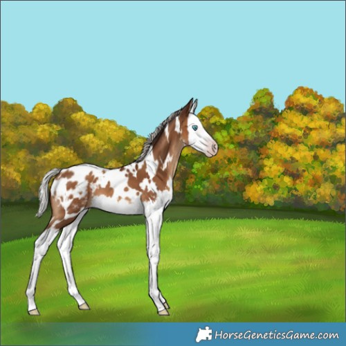 Horse Color:Gray White Spotted Silver Sable Champagne Splash Appaloosa 