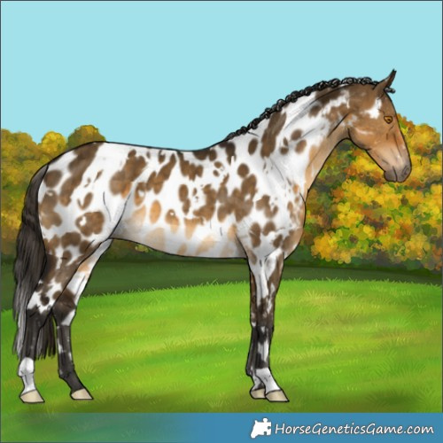 Horse Color:Gray White Spotted Buckskin Dun Appaloosa Brindle 