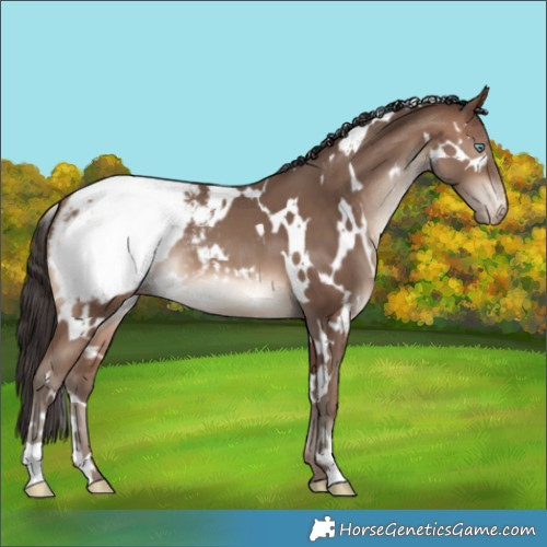Horse Color:White Spotted Sable Champagne Appaloosa