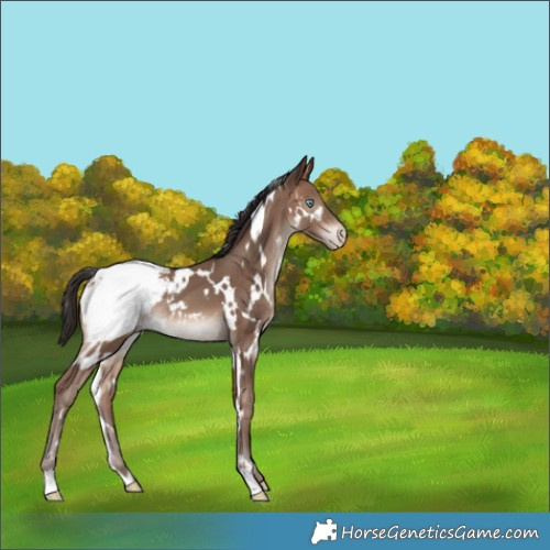 Horse Color:White Spotted Sable Champagne Appaloosa 