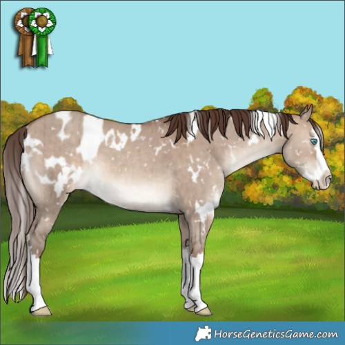 Horse Color:White Spotted Sable Champagne Dun Splash Appaloosa Brindle