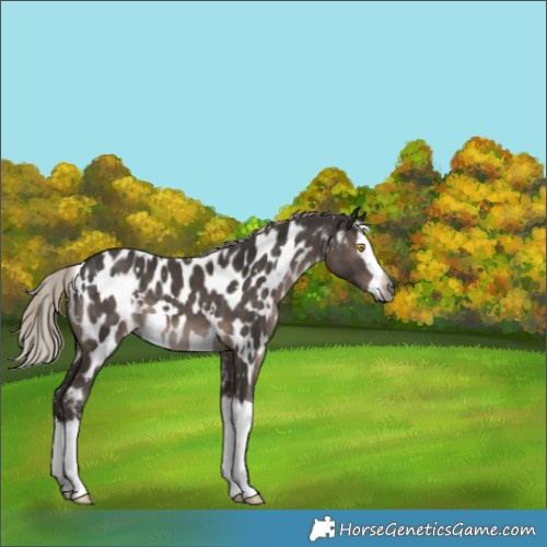 Horse Color:Gray White Spotted Silver Black Splash Appaloosa 