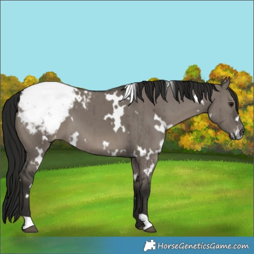 Horse Color:Gray White Spotted Smoky Grullo Appaloosa Brindle 