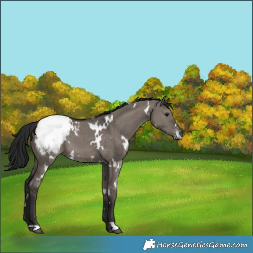 Horse Color:Gray White Spotted Smoky Grullo Appaloosa Brindle 
