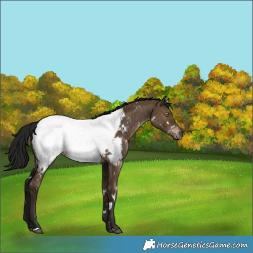 Horse Color:Gray White Spotted Brown Dun Appaloosa Brindle 