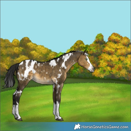 Horse Color:Gray White Spotted Buckskin Dun Splash Appaloosa Brindle 