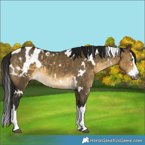 Horse Color:Gray White Spotted Buckskin Dun Splash Appaloosa Brindle 