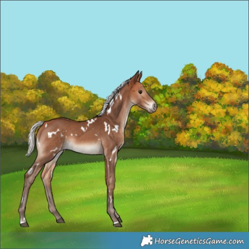 Horse Color:White Spotted Silver Bay 