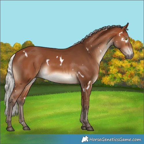 Horse Color:White Spotted Silver Brown