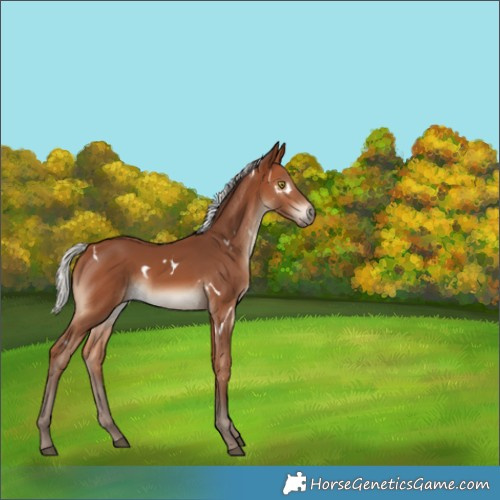 Horse Color:White Spotted Silver Brown 