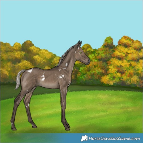 Horse Color:Gray White Spotted Silver Grullo Brindle 