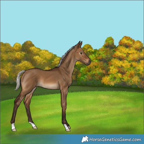 Horse Color:Gray Silver Bay Dun 