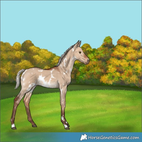 Horse Color:White Spotted Silver Bay Dun