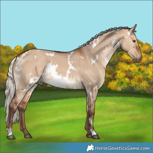 Horse Color:White Spotted Silver Bay Dun 
