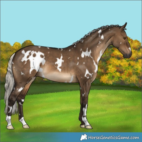 Horse Color:Gray White Spotted Silver Brown Dun 