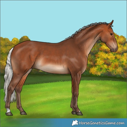 Horse Color:Silver Bay 
