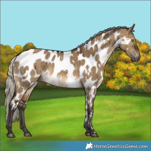Horse Color:Gray White Spotted Silver Buckskin Dun Appaloosa Brindle 