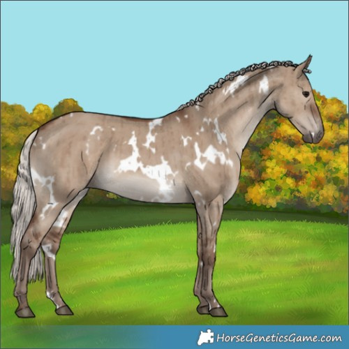 Horse Color:White Spotted Silver Grullo Brindle 
