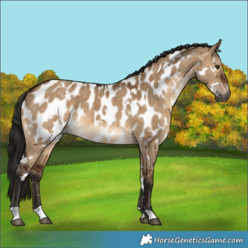 Horse Color:Gray White Spotted Brown Dun Appaloosa Brindle 