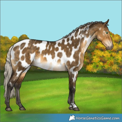 Horse Color:Gray Silver Buckskin Dun Appaloosa Brindle 