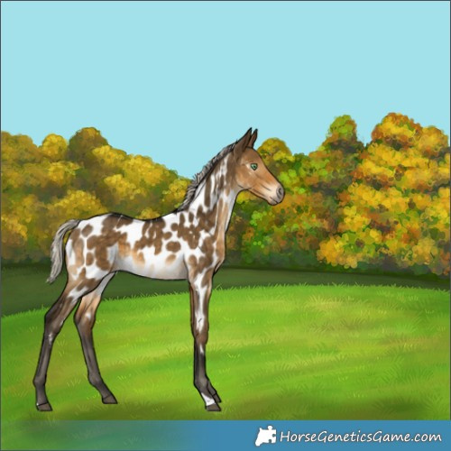 Horse Color:Gray Silver Buckskin Dun Appaloosa Brindle 