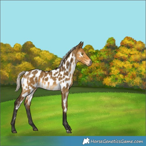 Horse Color:Gray Silver Buckskin Dun Appaloosa Brindle 