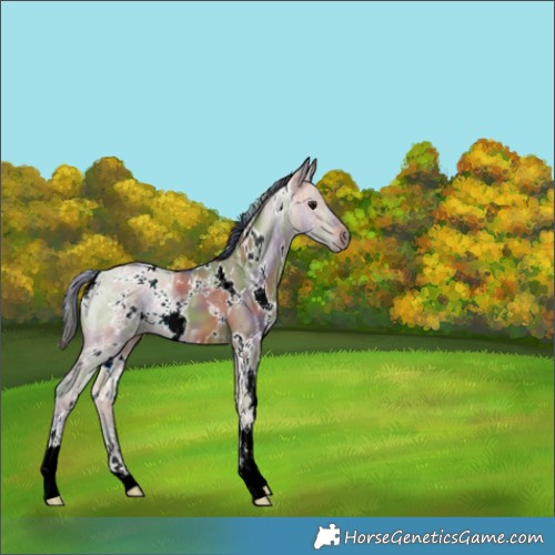 Horse Color:Nacre White Spotted Brown Ice Dun 
