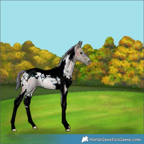 Horse Color:Nacre White Spotted Brown Ice Dun Tobiano 