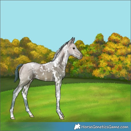 Horse Color:Watercolor White Spotted Brown Ice Dun 