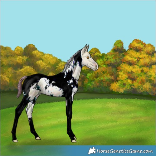 Horse Color:Nacre White Spotted Bay Ice Dun Tobiano 