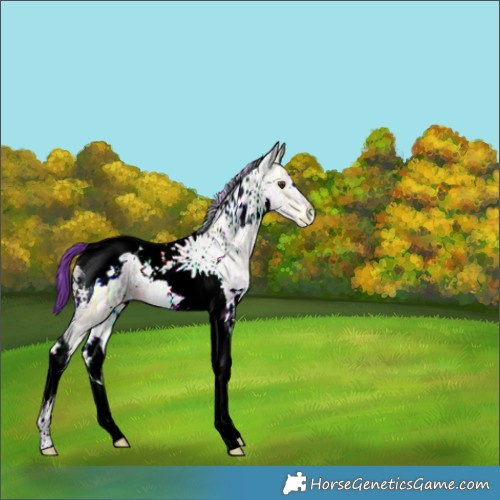 Horse Color:Watercolor White Spotted Bay Ice Dun Tobiano 