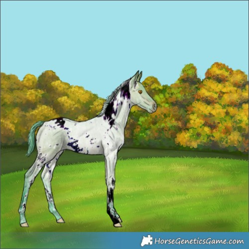 Horse Color:Watercolor White Spotted Brown Ice Dun 