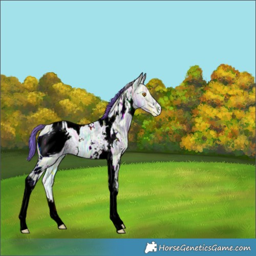 Horse Color:ERROR: UNKNOWN ANOMALY