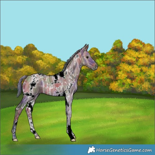 Horse Color:Nacre White Spotted Brown Ice Dun 