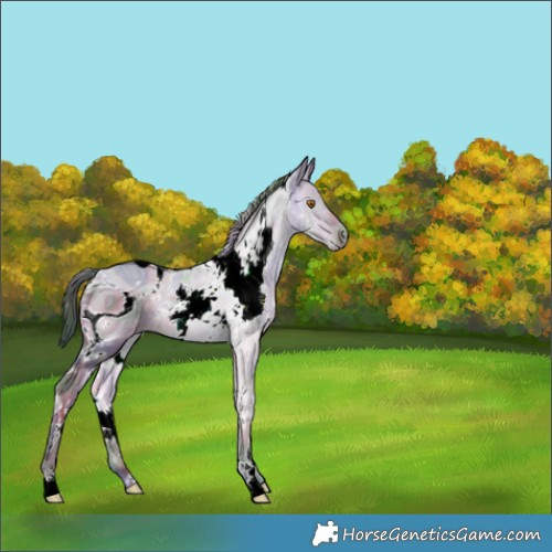 Horse Color:ERROR: UNKNOWN ANOMALY