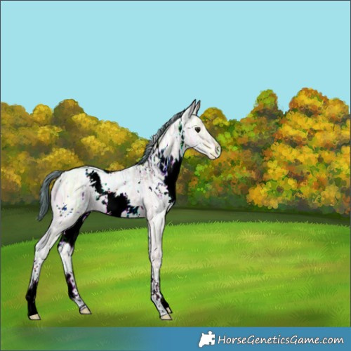 Horse Color:Watercolor White Spotted Bay Ice Dun 