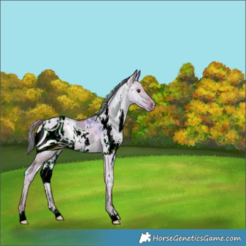 Horse Color:ERROR: UNKNOWN ANOMALY