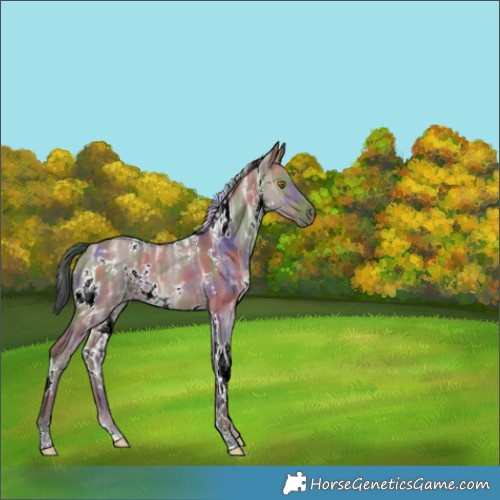 Horse Color:Nacre White Spotted Brown Ice Dun 